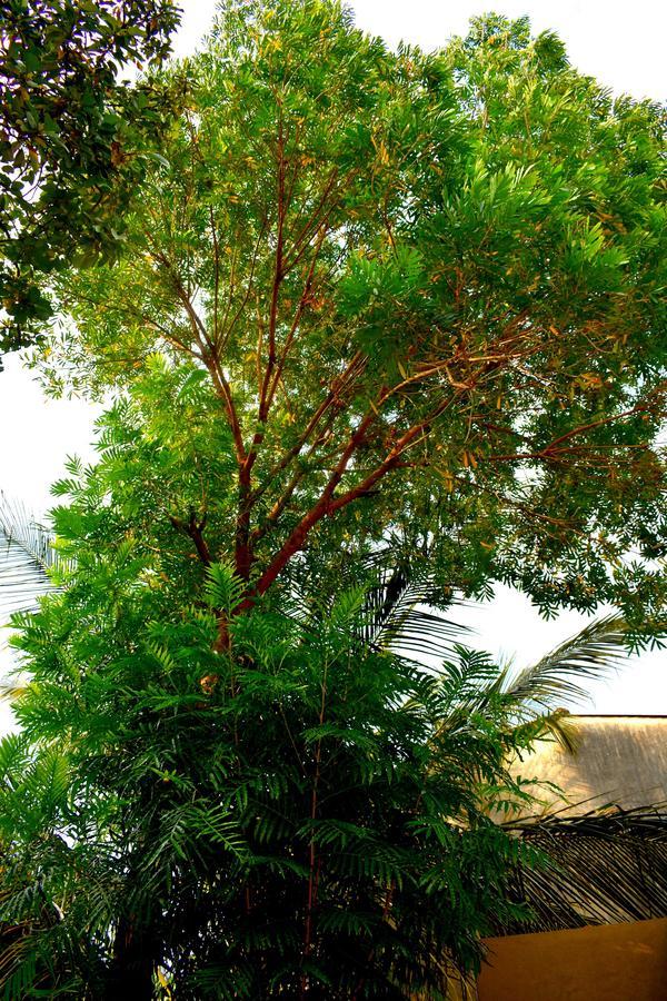 Villa Tulip Garden Anuradhapura Εξωτερικό φωτογραφία
